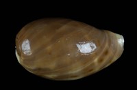 藏品(瑪瑙寶螺)的圖片